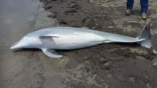 Reward Offered for Information on Dolphin Shooting.