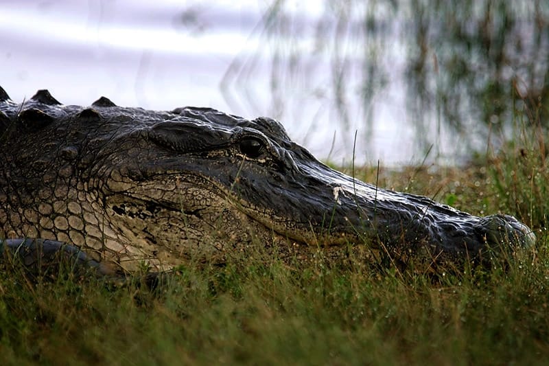 Florida Woman Found in Alligator's Jaws Had History of Trespassing on Wetlands
