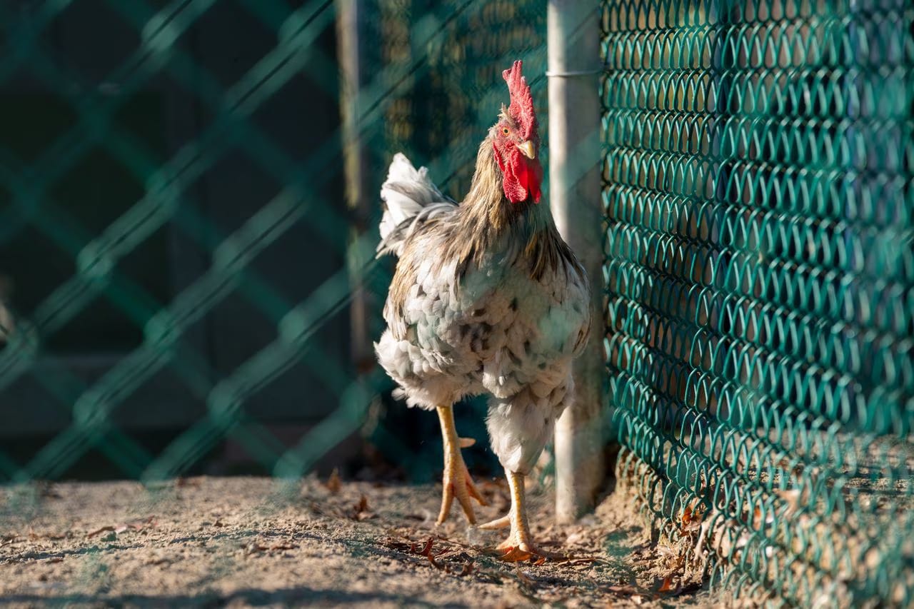 Alabama Chicken Farm Hit by Avian Flu, Thousands of Birds Culled