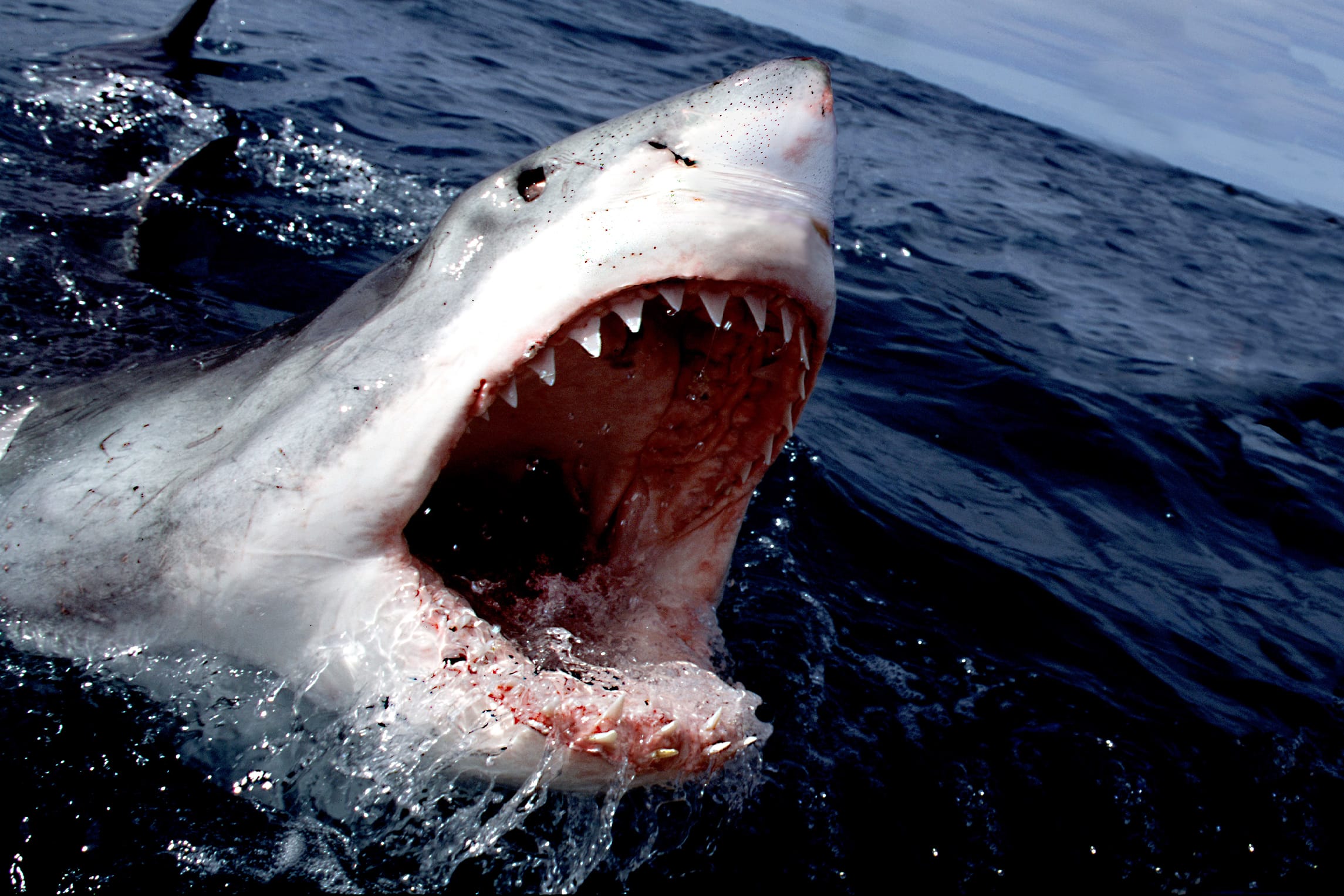Shark Attack Near South Australian Beach Causes Panic