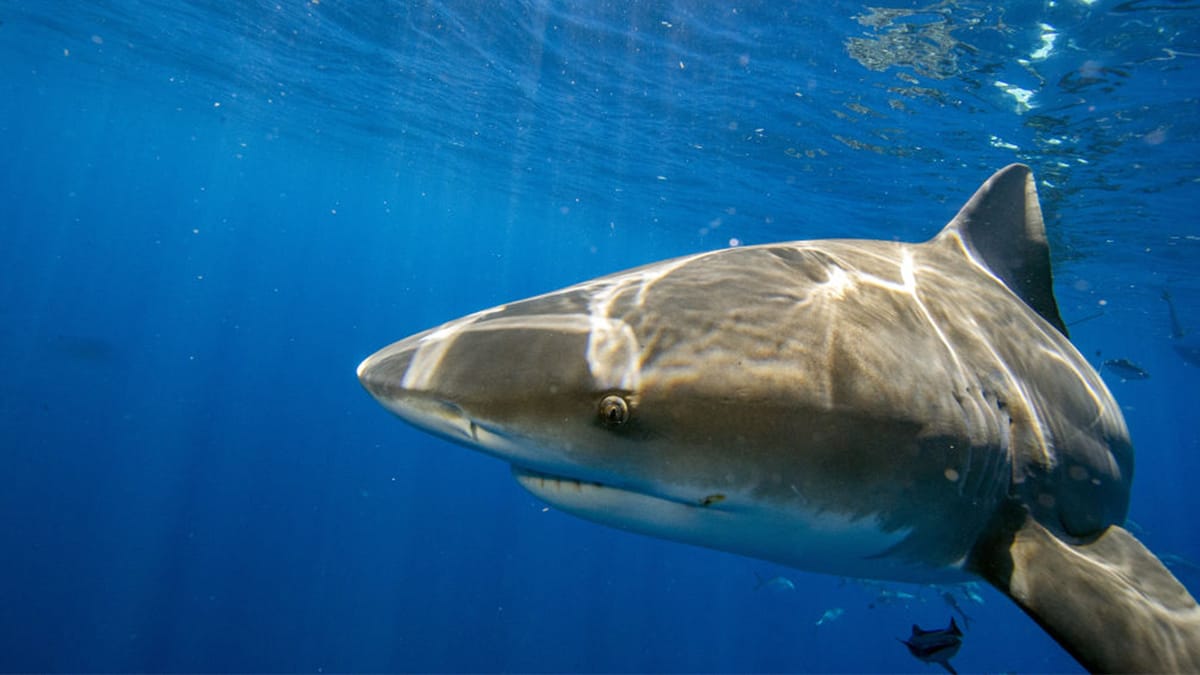 Shark Attack in Bahamas: Maryland Boy, 10, Bitten on 'Shark Tank' Expedition