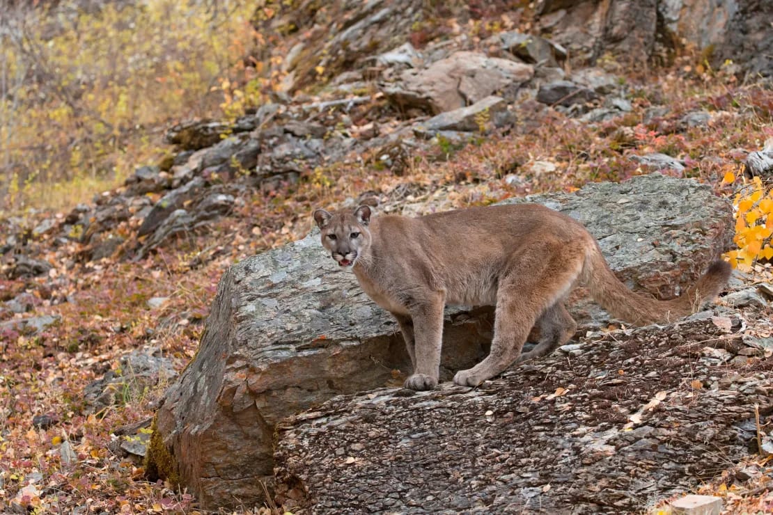 Courageous Cyclists Survive Cougar Encounter on Washington Trail